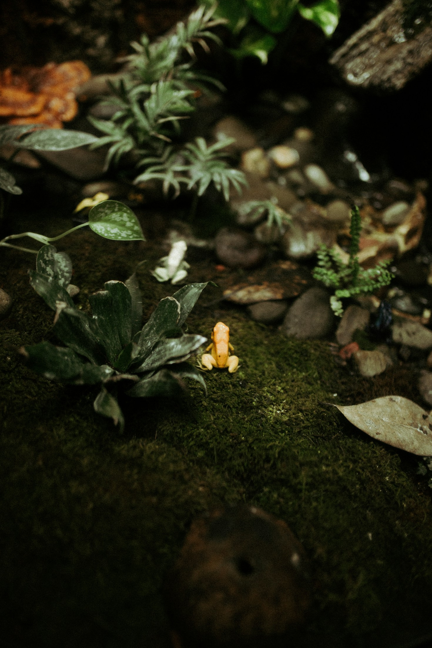 Psychologia w baśni – emocje na pierwszym planie