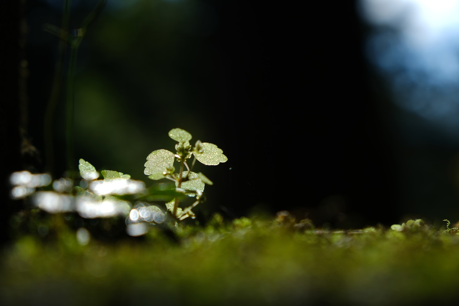 Duchowość i nauka w harmonii z naturą